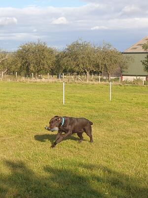Gundog training