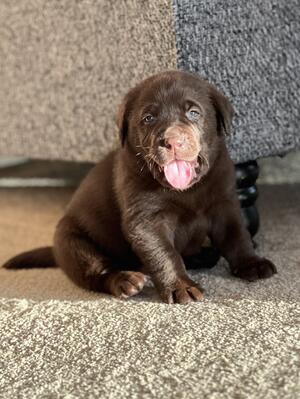 Chocolate puppy at 4 weeks old