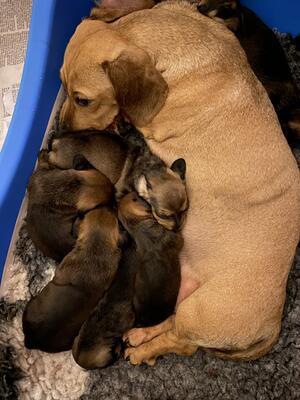 Litter at 12 days old.