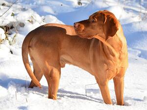 Ciha in the snow.