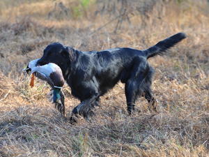 Monty at AKC test