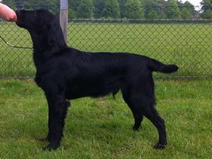 Dexter qualifying for Crufts at his first Ch Show