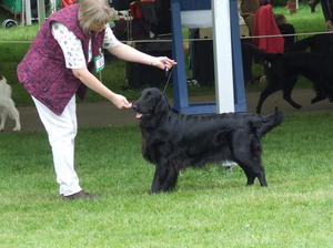 Pip at Southern Counties 2014