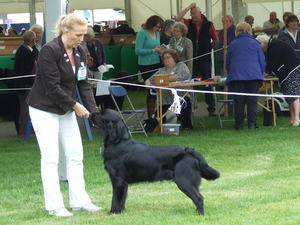 Bernie, first show, Crufts qualifyer
