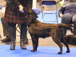 Tara at her first show aged 7 months