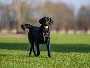 Active Dotty