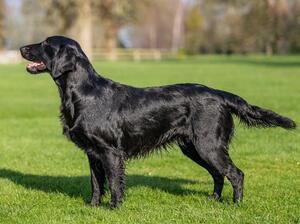 Ronevorg Whispering Angel - Aged 2 years 8 months