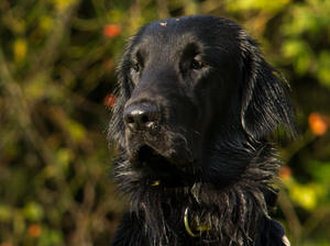Wet Berry