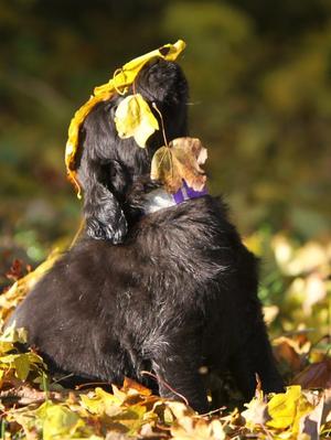 Pippa as a wee baby in the autumn leaves