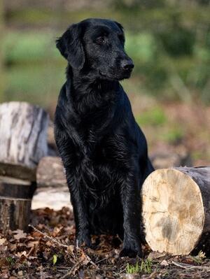Ronevorg Whispering Angel - Aged 2 years 8 months