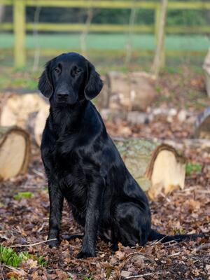 Beautiful Dotty aged 10 months