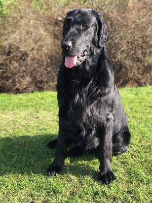 Handsome Mikko, kind and gentle