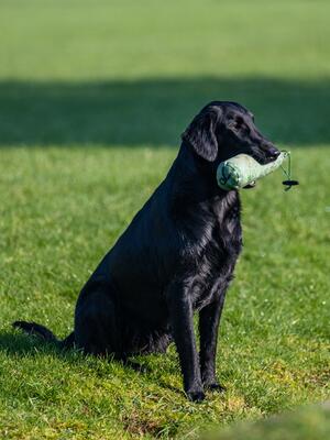 Dotty in early training