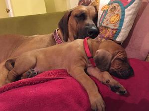 Maud & pup