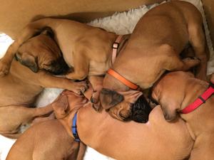 Pups at 5 weeks