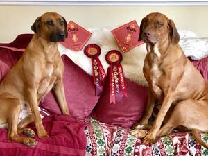 CRUFTS 2019: Maud, 1st MLB & NuNu 1st PGB