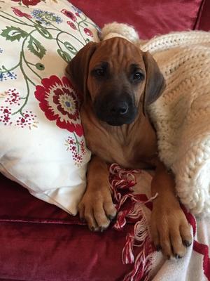 Barfordridge Blanche- 9 weeks
