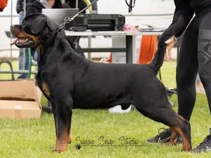 CHAMPION GASTON EARL ANTONIUS