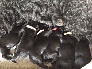 Previous pups