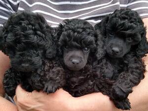 3 boys 5 weeks old