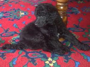Dog puppy 6 weeks old