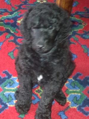 Dog puppy 6 weeks old