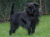 affenpinscher