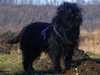 affenpinscher breeders