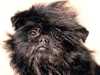 affenpinscher owners