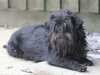 affenpinscher stud-dogs