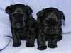 affenpinscher puppies