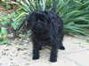 affenpinscher results