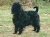 affenpinscher clubs