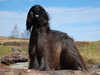 afghan hound
