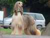afghan-hound stud-dogs
