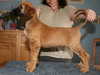 afghan-hound puppies