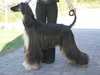 afghan-hound clubs