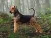airedale terrier
