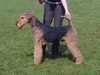 airedale-terrier breeders
