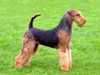 airedale-terrier owners