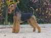 airedale-terrier stud-dogs