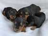 airedale-terrier puppies