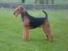 airedale-terrier results
