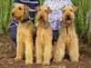 airedale-terrier clubs