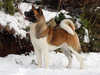 akita