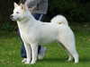 akita breeders