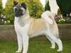 akita owners