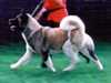 akita stud-dogs