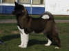 akita puppies