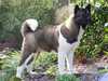 akita results